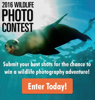 Enter today with blurb sea lion